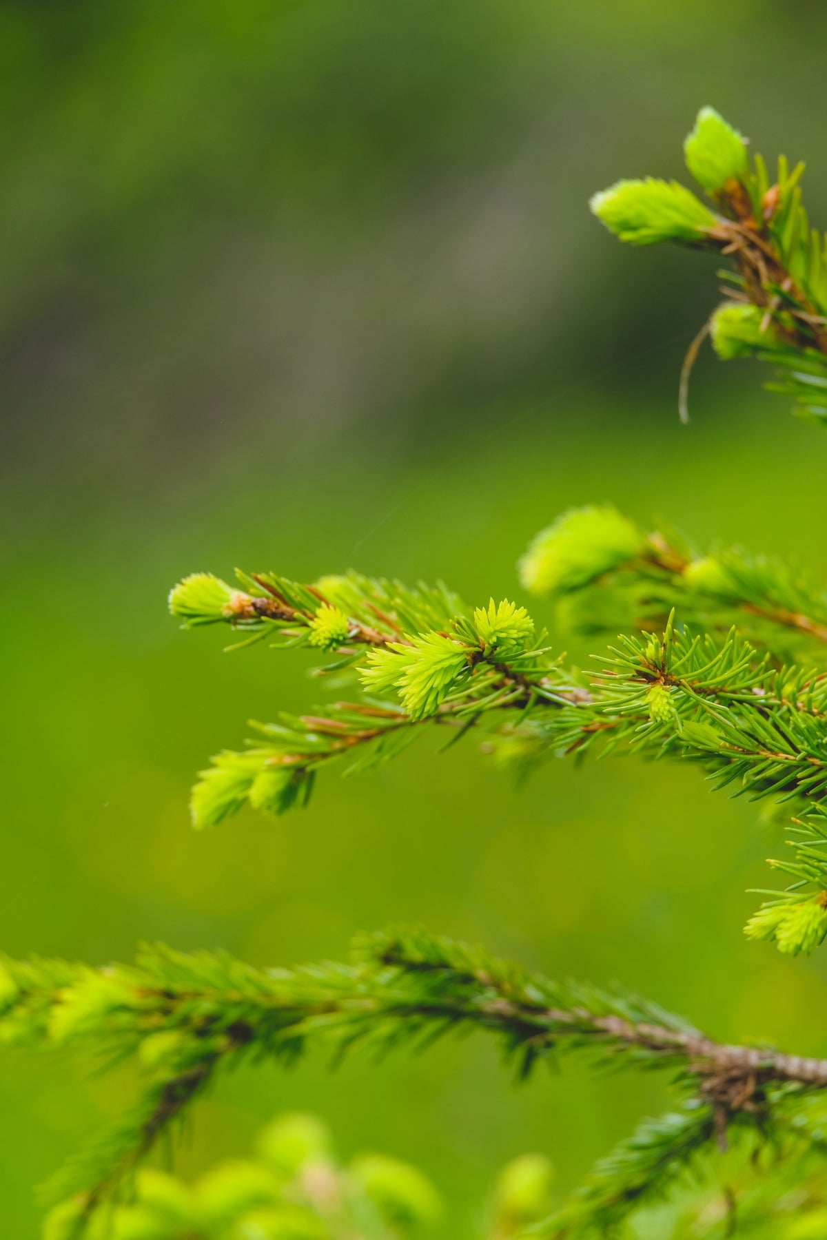 green plant in tilt shift lens