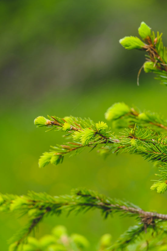 green plant in tilt shift lens