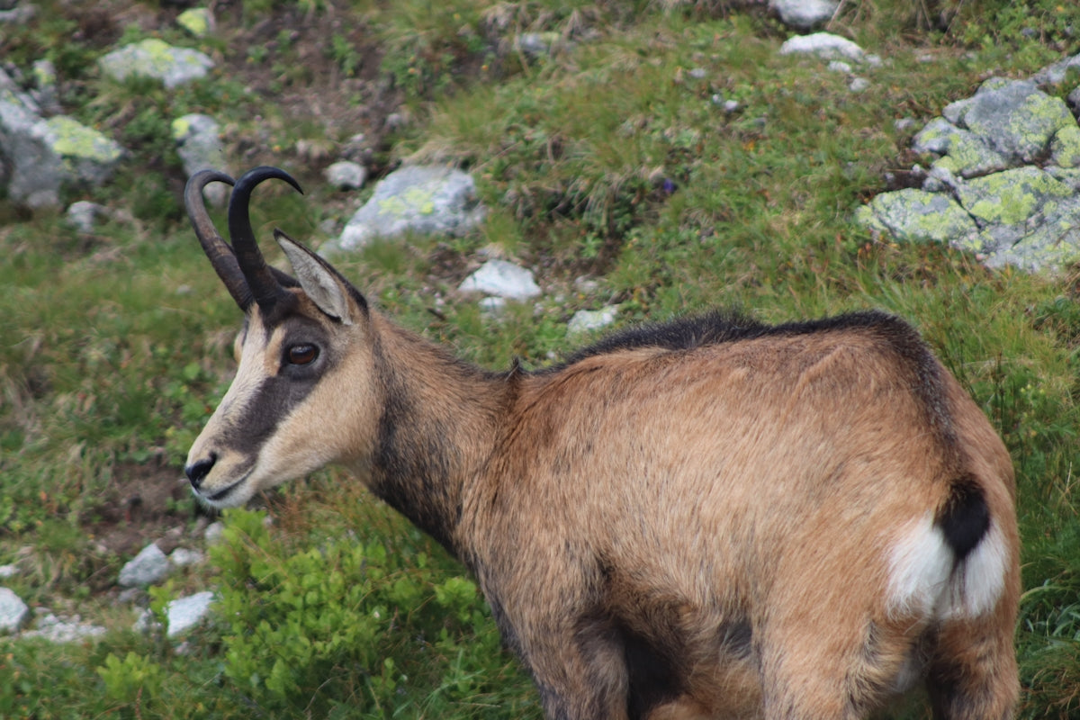 A goat standing on top of a lush green hillside